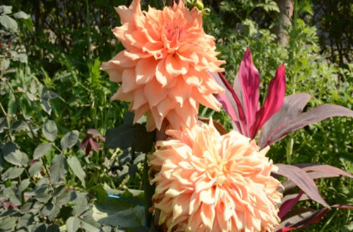 फूलों का बगीचा - श्री भगवान दास आदर्श संस्कृत महाविद्यालय, हरिद्वार