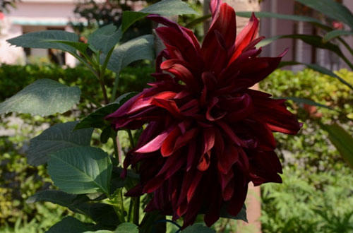 फूलों का बगीचा - श्री भगवान दास आदर्श संस्कृत महाविद्यालय, हरिद्वार